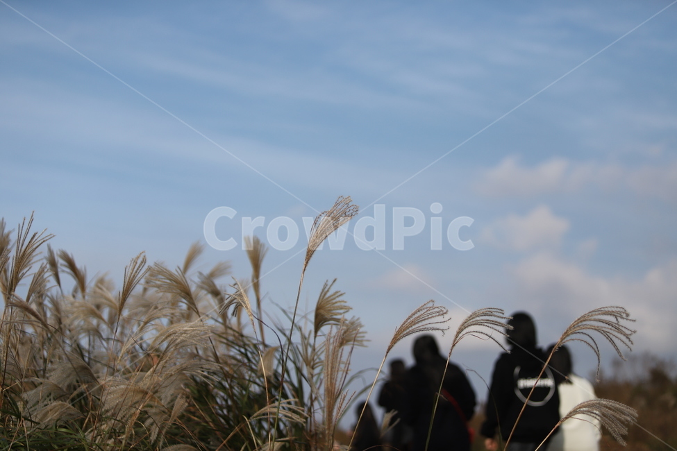 grass,plant,식물,lawn,잔디,reed,갈대,하늘,가을,계절,fall,autumn,season,식물,자연,plants,nature