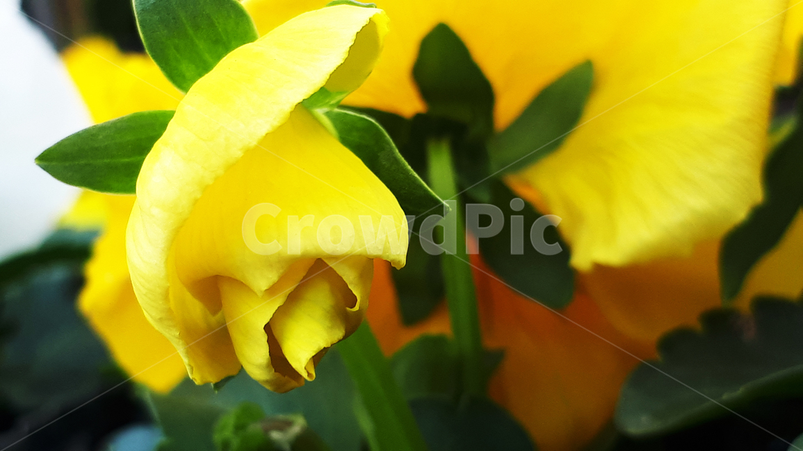 펜지,blossom,꽃,flower,plant,제라늄,식물,자연,plants,nature,꽃,flower
