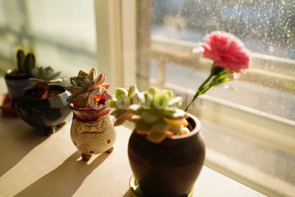 빛,화분,식물,꽃,플라워,취미,느낌,감성,창,창가,생명,생물,꽃,flower,실내용화초,화분,화초,house plant