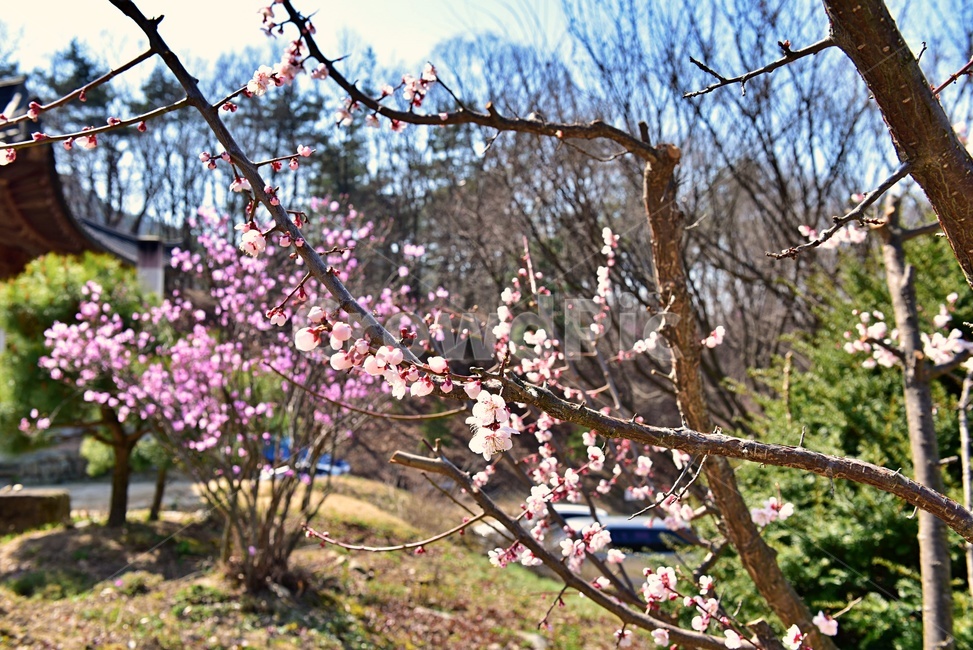 산,벗꽃,나무,여유로운장소,꽃