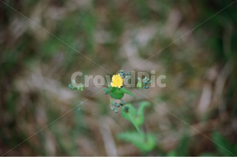꽃,잡초,마당,정원,필름사진,식물,자연,plants,nature,꽃,flower