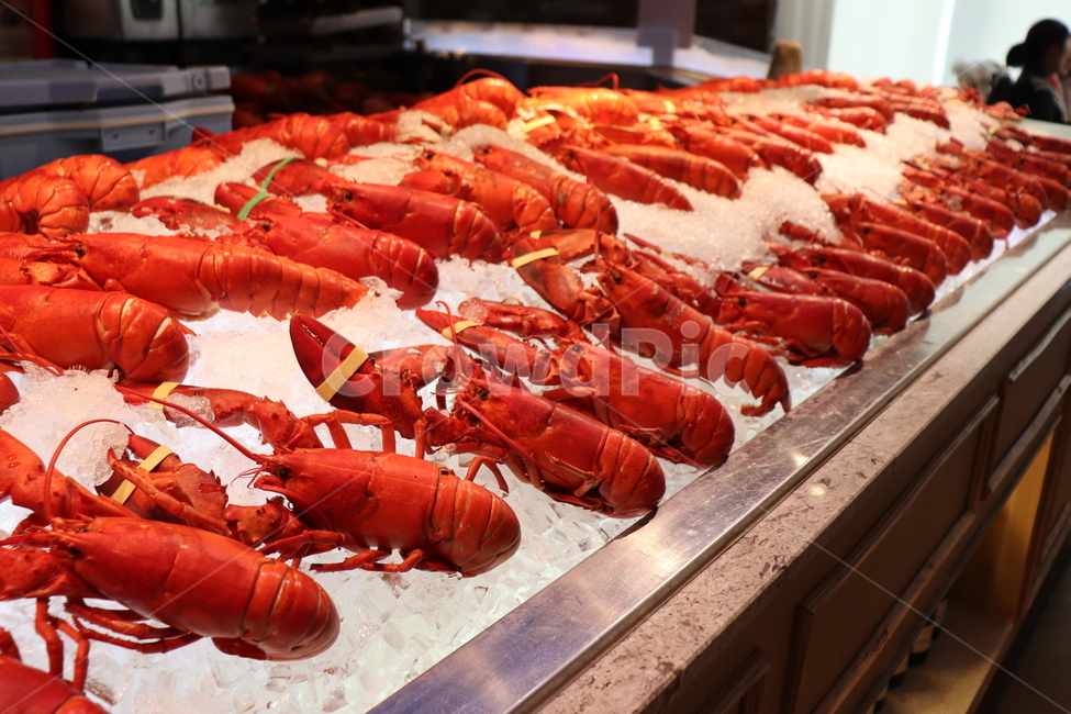 animal,동물,food,음식,seafood,랍스터,lobster,해양생물,해물,수산물,해산물,fishery products,seafood