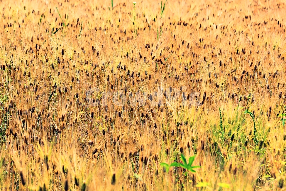 보리밭,보리,밭,농사,식물,자연