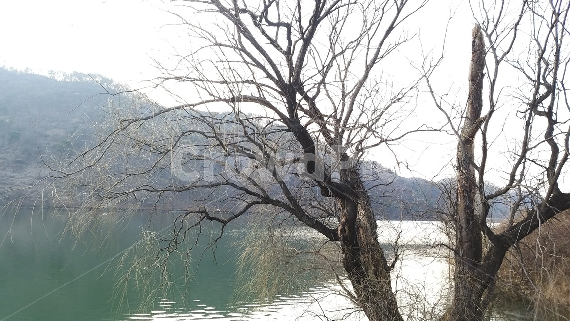 tree,나무,nature,plant,고목,식물,outdoors,자연,물,저수지풍경,풍경