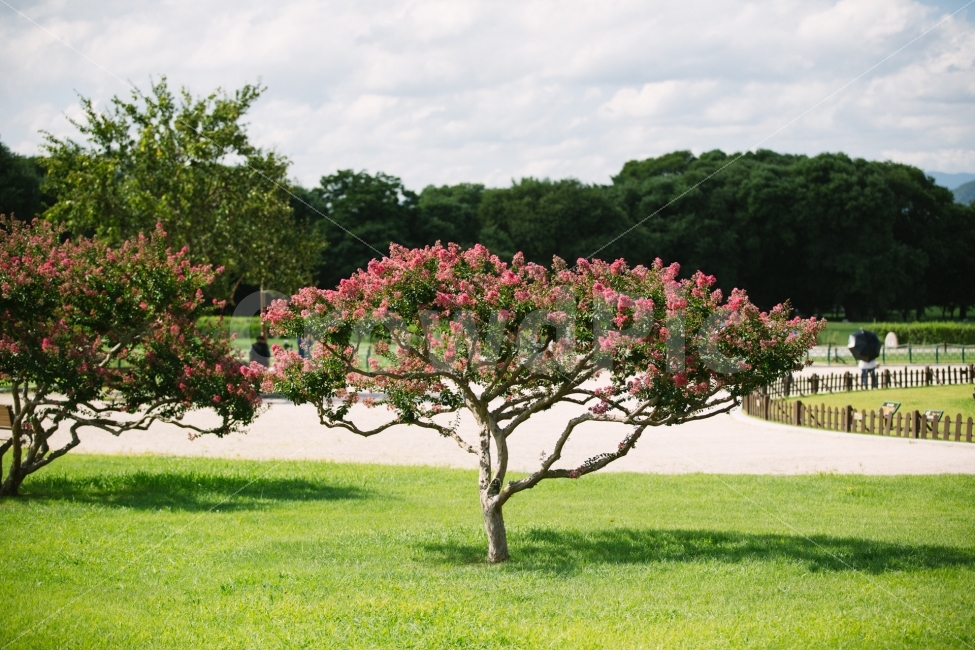경주,첨성대,배롱나무,꽃,나무,식물,하늘,구름,자연,풍경,nature,landscape,식물,plants,감성,sensible,feeling,plant,grass,잔디,lawn