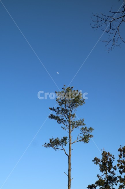 소나무,달,식물,하늘,저녁,푸른,자연,풍경,tree,moon,plant,sky,nature
