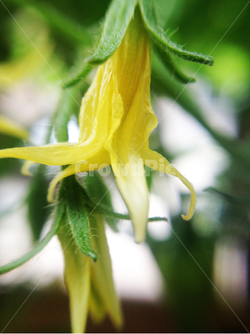 식물,꽃,토마토꽃,노란꽃,접사컷,식물,자연,plants,nature,꽃,flower