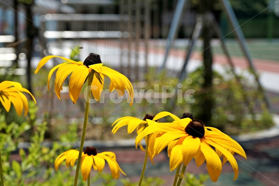 루드베키아,rudbeckia,암술,coneflower,삼잎국화,국화과,식물,꽃,노랑,floral,plant,stigma,식물,자연,plants,nature,꽃,flower