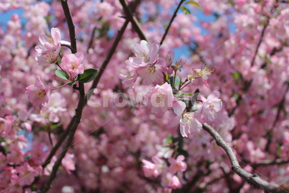 벚꽃,봄,꽃놀이,꽃,spring,cherryblossom,blossom,봄,계절,spring,season,plant,식물,flower