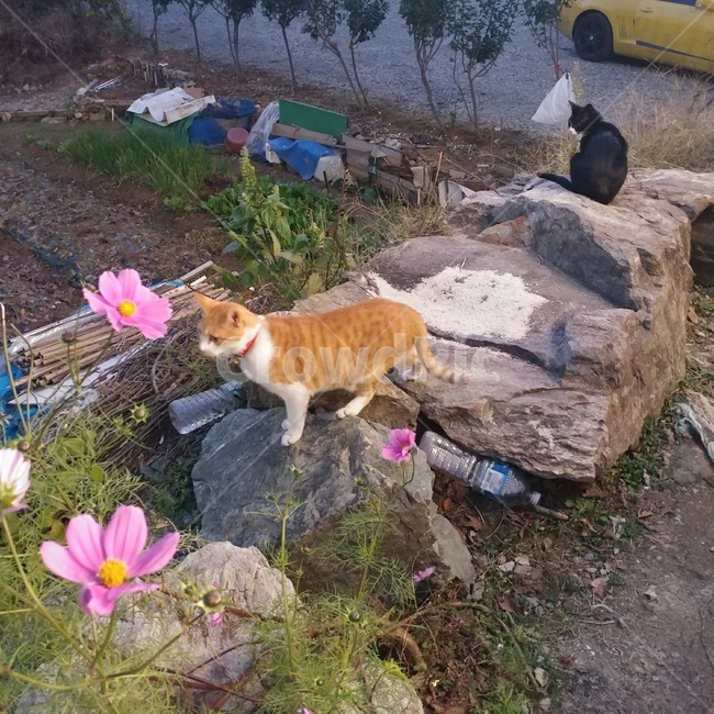 고양이,냥이,동물,애완묘,길냥이,동물,animal,포유류,mammal,고양이,cat,kitten,kitty