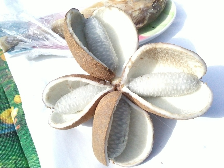 으름,열매,덩굴열매,자연,씨앗,음식,식재료,요리,food,cook,meal,dishes,food reserves,과일,열매,fruit