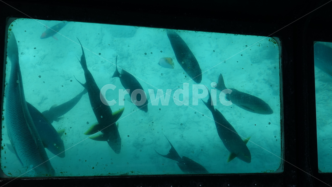 자연,nature,생선,물고기,바다,sea,fish,ocean,water,물,aquatic,물의,animal,심해