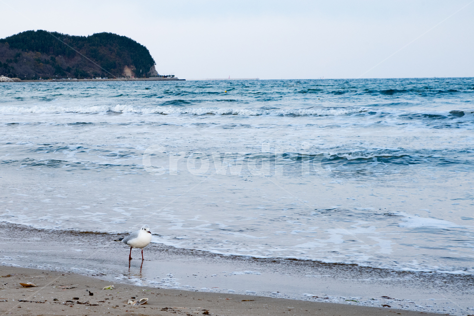 바다,sea,파도,감성,feel,feeling,풍경,갈매기,새,bird,동물,날짐승,동물,animal,조류,새,birds