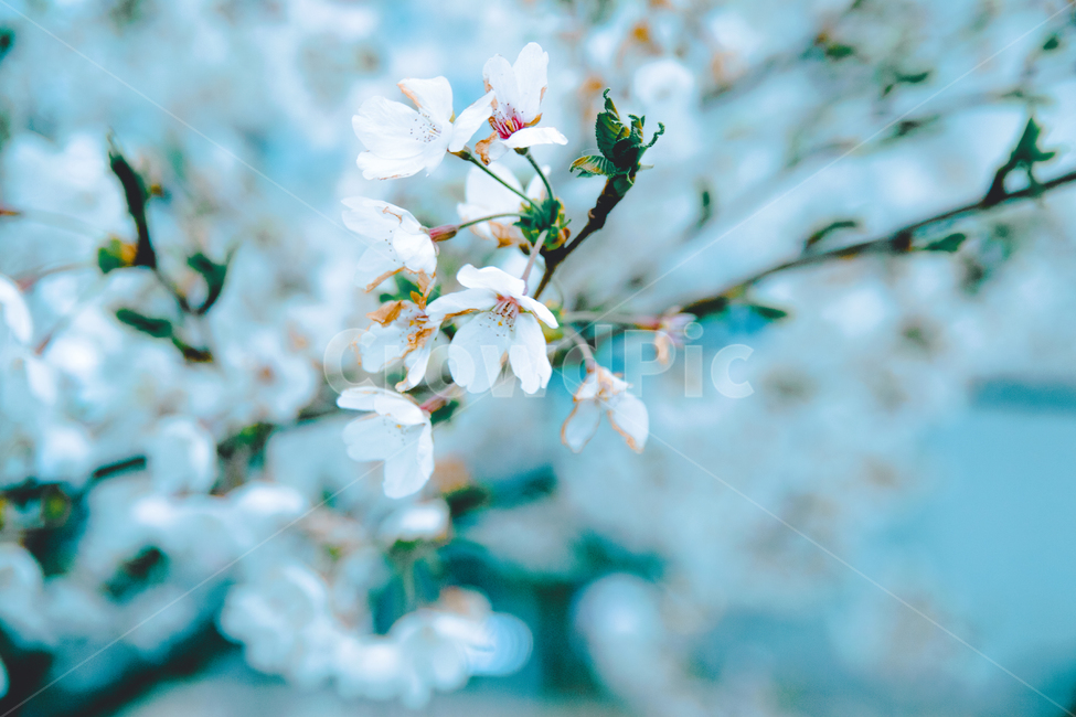 봄,나무,따듯함,벛꽃,벚꽃,벚나무,봄,계절,spring,season,식물,자연,plants,nature,꽃,flower,감성,sensible,feeling,색깔,색상,색채,색감,color sense,color sensitivity,feeling of color,plant