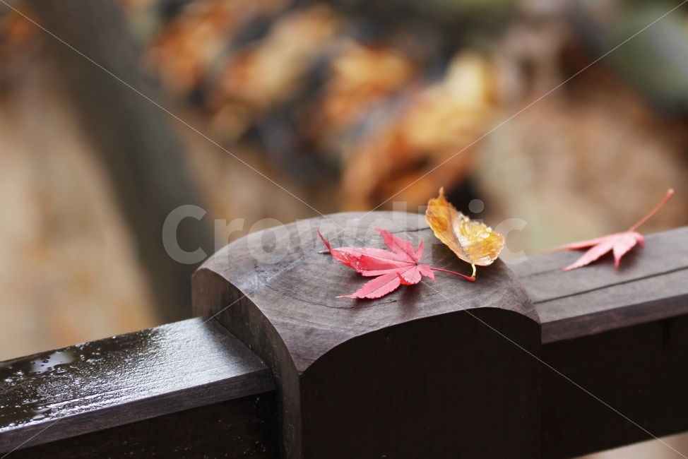 가을사진,단풍잎,가을,감성사진,단풍,가을,계절,fall,autumn,season,식물,자연,plants,nature,감성,sensible,feeling,plant,leaf,잎,tree,나무