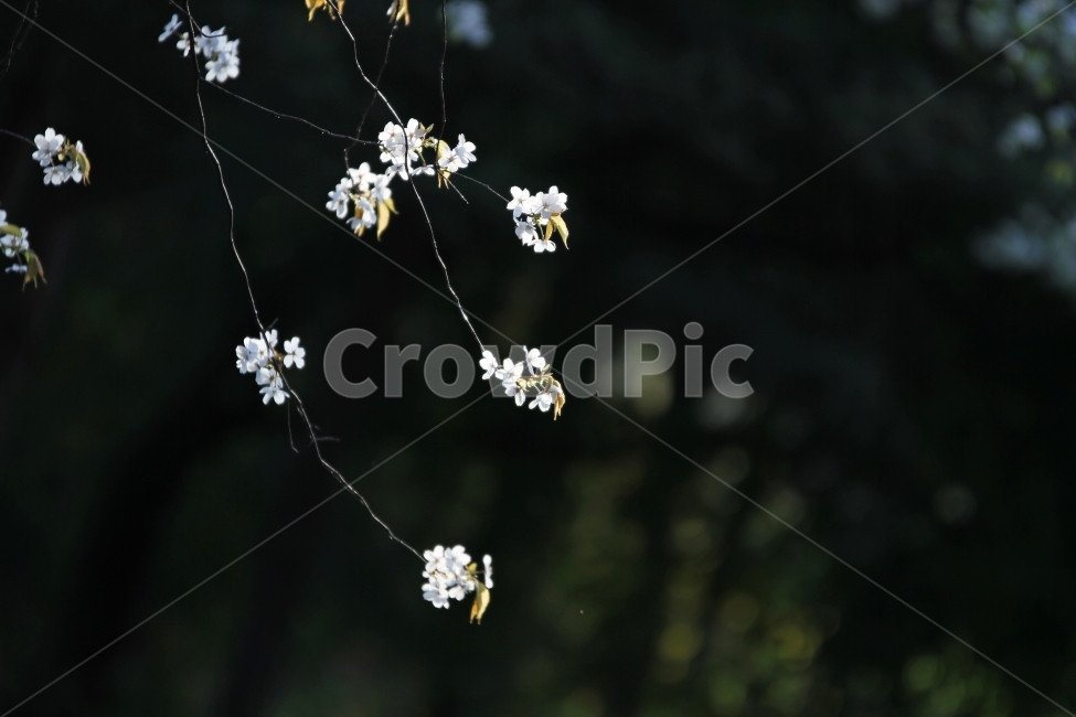 spring flowers,Cherry Blossom,nature,plant,Neungsu Cherry Blossoms,Emotional photo