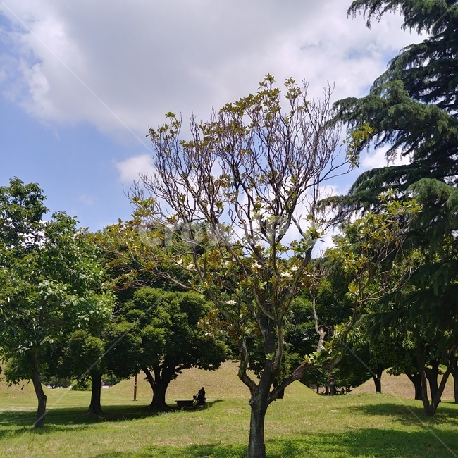 나무,식물,경주,여름,자연,구름,쾌청,맑음,햇빛,감성,summer,tree,sun