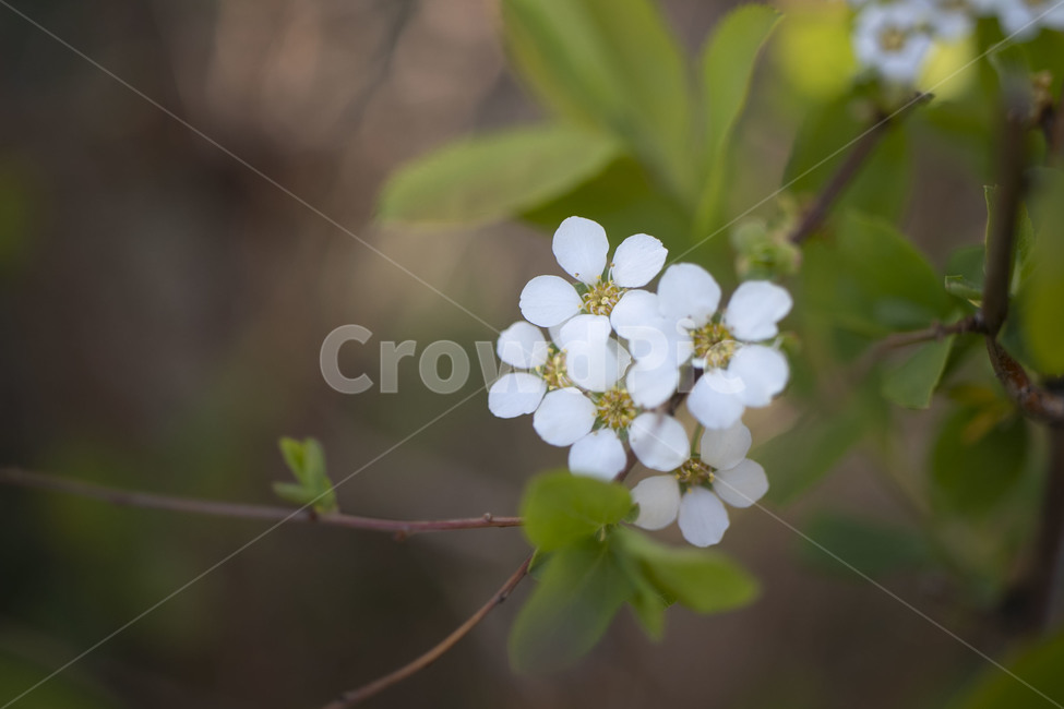 plant,식물,꽃,봄,flower