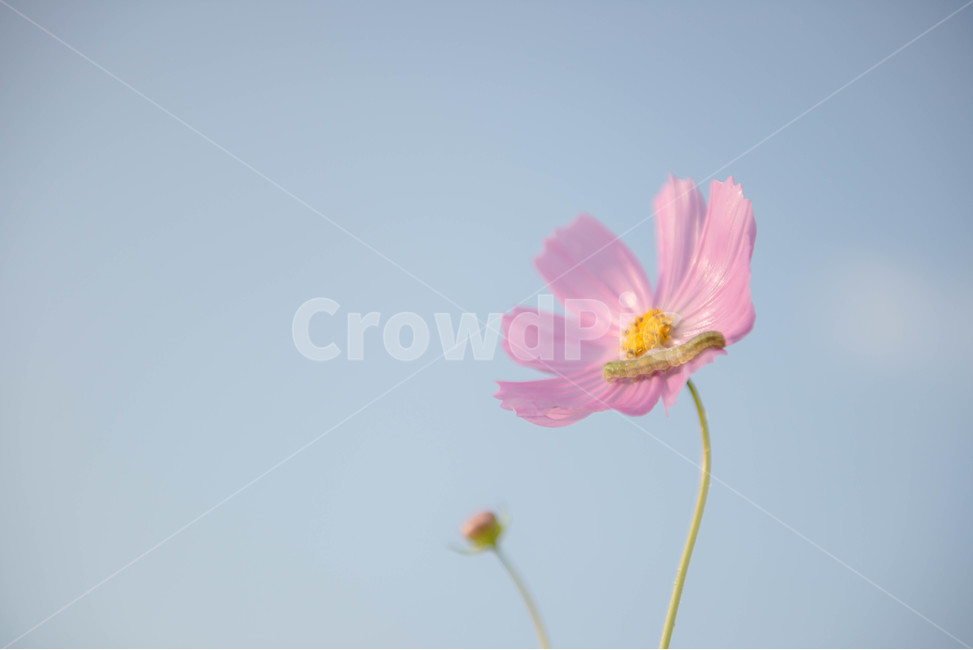 코스모스,애벌래,하늘,풍경,꽃,가을,계절,fall,autumn,season,식물,자연,plants,nature,꽃,flower,동물,animal,곤충,벌레,insect,bug,plant,anther,꽃밥,blossom