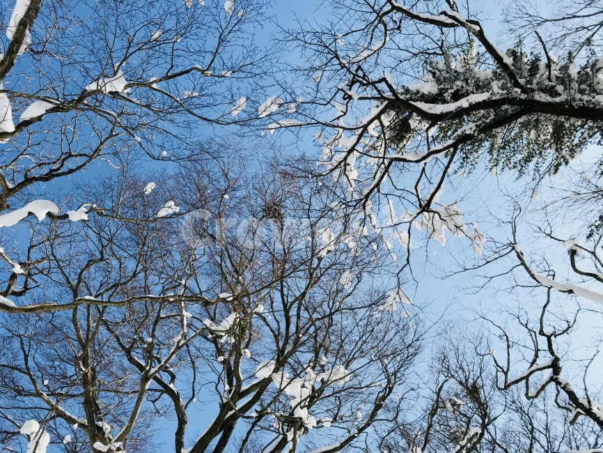 제주도,한라산,자연풍경,겨울,겨울산,겨울,계절,winter,season,식물,자연,plants,nature,나무,trees,wood
