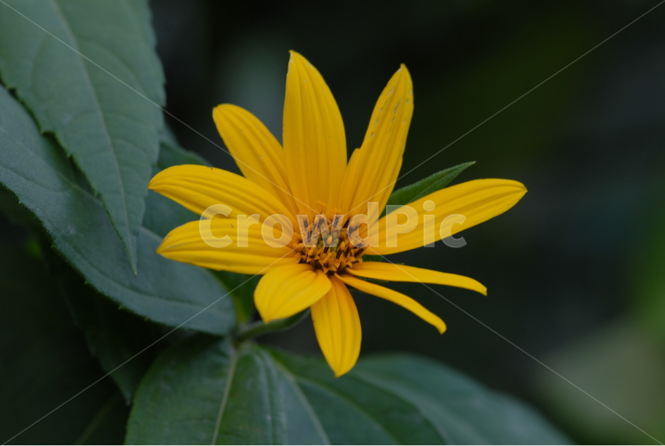 식물,꽃,flower,우리꽃,야생화,돼지감자,뚱딴지