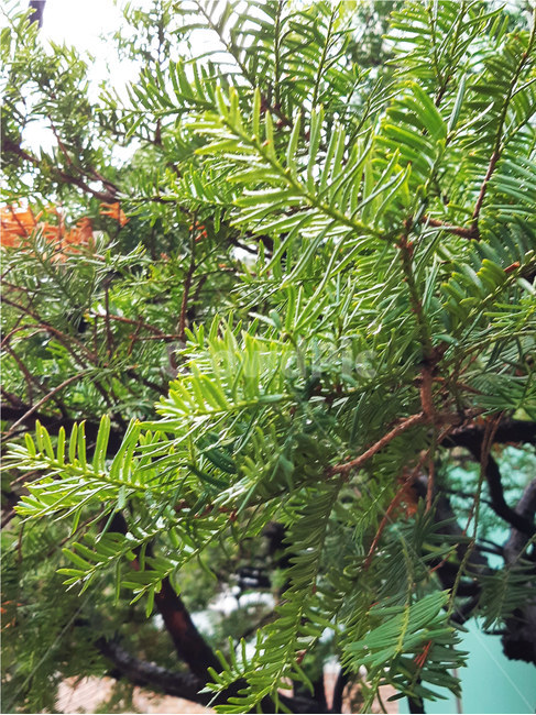 나무,비자나무,비자나무잎,푸른잎,초록색,tree,leaf,anutmegtree,visa