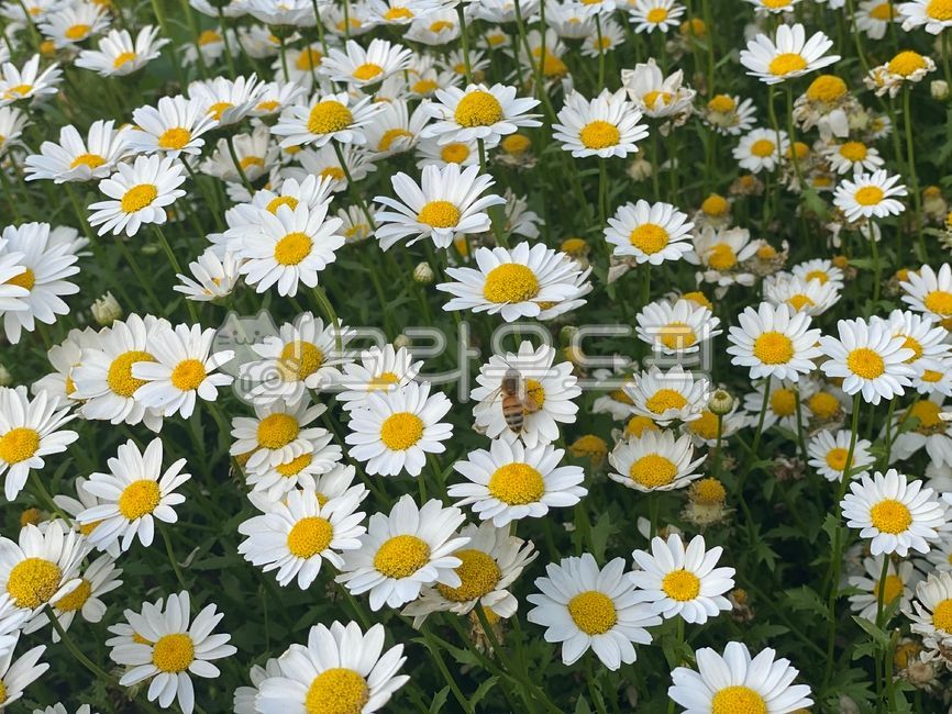 white flower,green,bee,flower garden,flower,white,background,plant,daisy