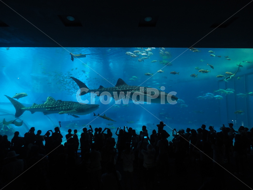 수족관,물고기,생선,상어,고래,츄라우미,아쿠아리움,아쿠아
