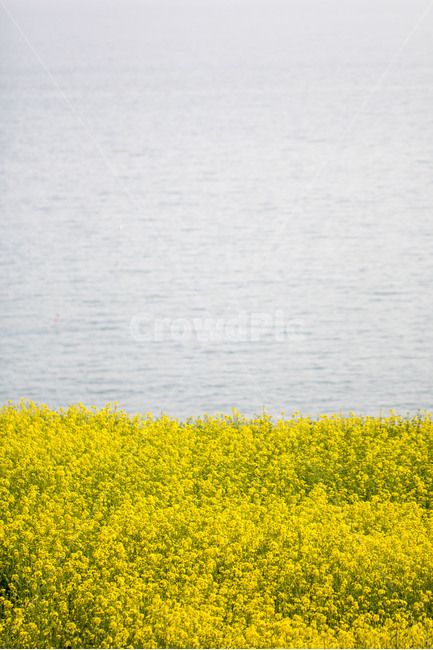 유채꽃,노란색,꽃,봄,봄꽃,시즌,플라워,배경,풍경,야외,생화,식물,백그라운드,봄,계절,spring,season,자연,풍경,nature,landscape,field,들,grassland,목초지,outdoors,옥외