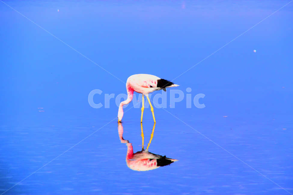 animal,동물,bird,새,호수,lake,홍학,flamingo