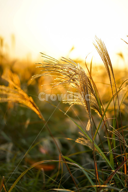 가을,억새,상암,노을,공원,가을,계절,fall,autumn,season,자연,풍경,nature,landscape,plant,식물,grass,잔디