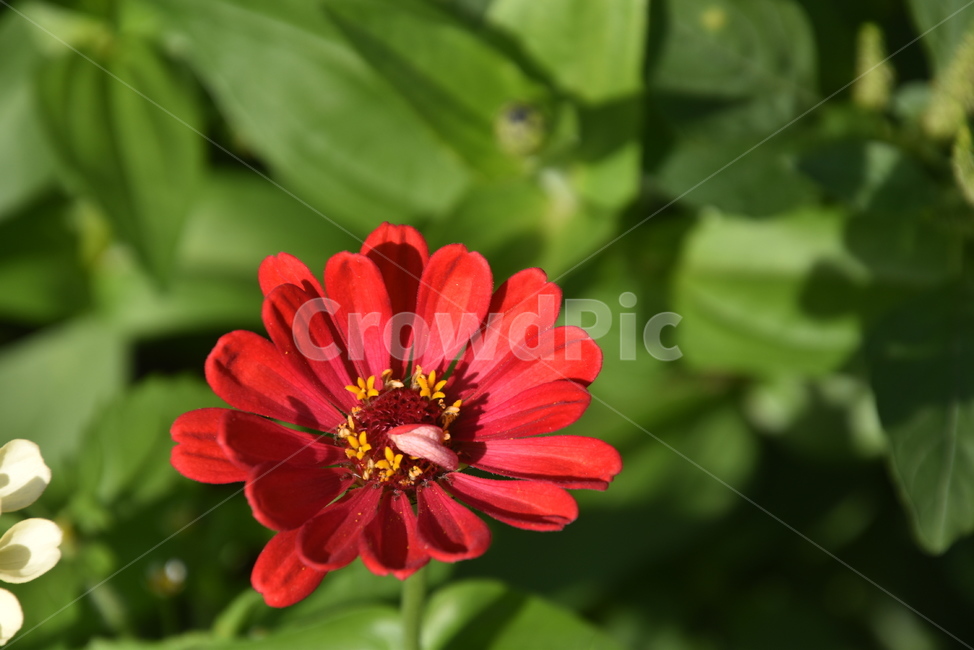 plant,식물,꽃,데이지,백일홍,식물,자연,plants,nature,꽃,flower