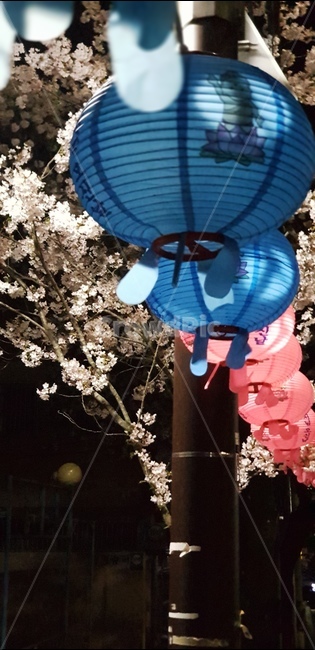 연등,불교,부처님,석가탄신일,벚꽃,봄,밤