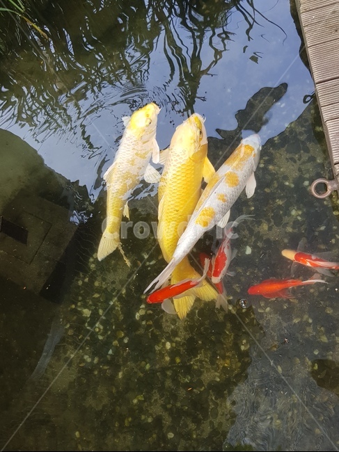 animal,동물,fish,물고기,잉어,금붕어,어류,물고기,fish