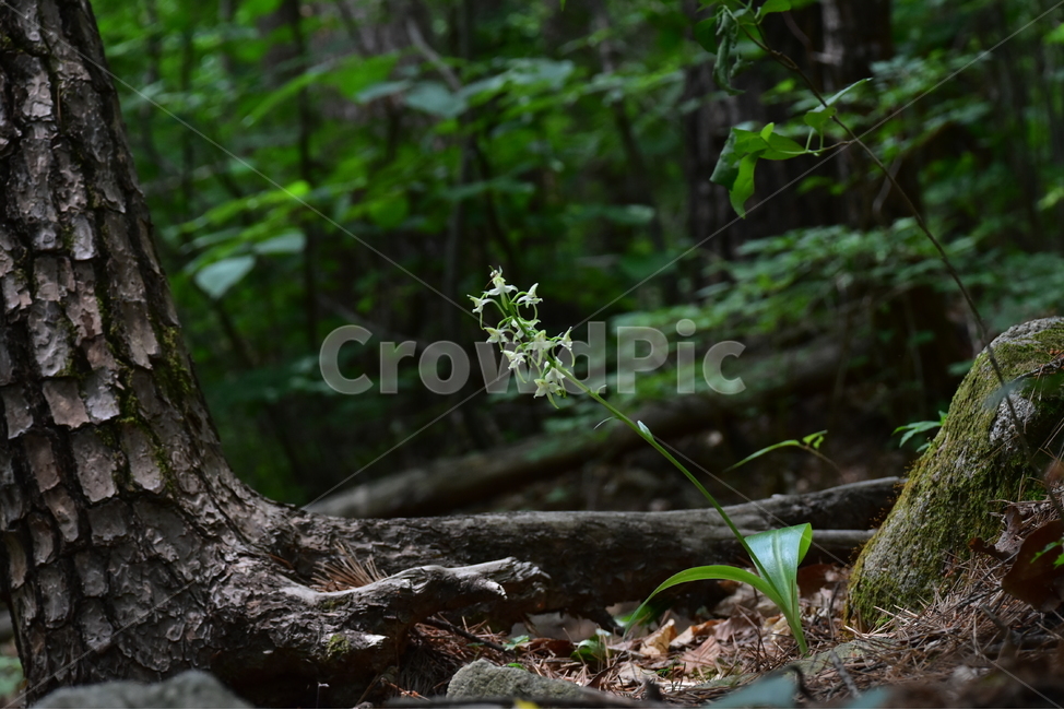 제비난초,야생화,생태,식물,자연,꽃,힐링,플라워,wildflower,flower,plants,nature,season,감성,느낌,emotion,feeling,초본,난초과,제비난초속,식물,자연,plants,nature