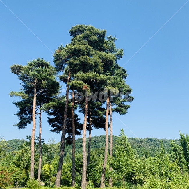 소나무,키큰소나무,나무,상록수,pintree