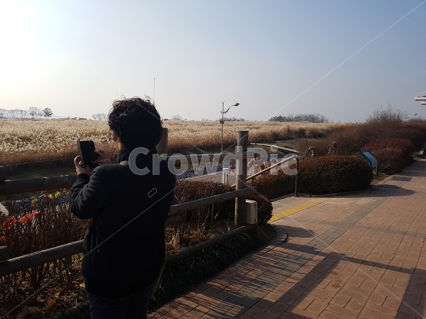 자연,갈대,갈대밭,공원,하늘공원,가을,계절,fall,autumn,season,사람,인물,인간,human,person,여성,여자,woman,female,lady
