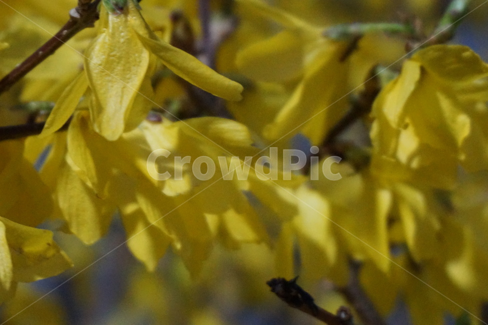 봄,개나리,노랑,햇빛,3월,꽃,봄,계절,spring,season,식물,자연,plants,nature,꽃,flower,leaf,잎,plant