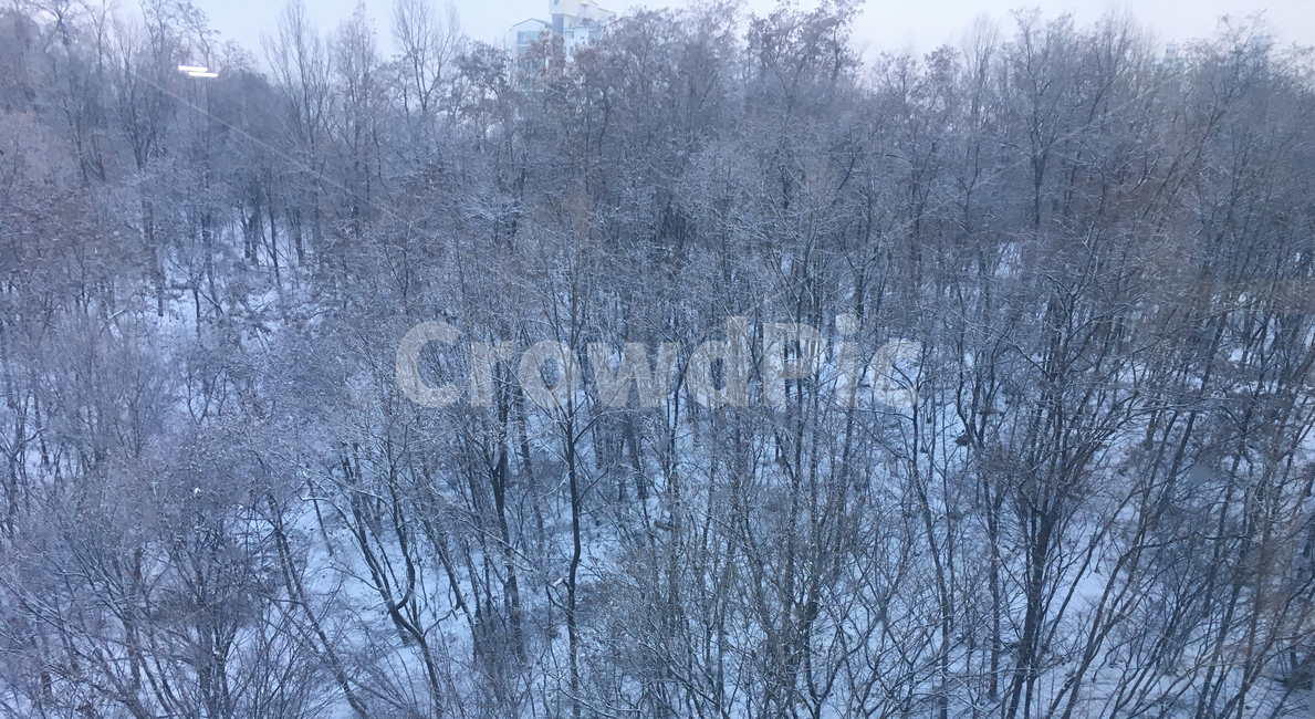 nature,자연,outdoors,옥외,식물,plant,숲,forest,눈,snow,tree,나무,woodland,삼림지,초목,vegetation,땅,land,설경,풍경,힐링,겨울,계절,winter,season,식물,자연,plants,nature,나무,trees,wood