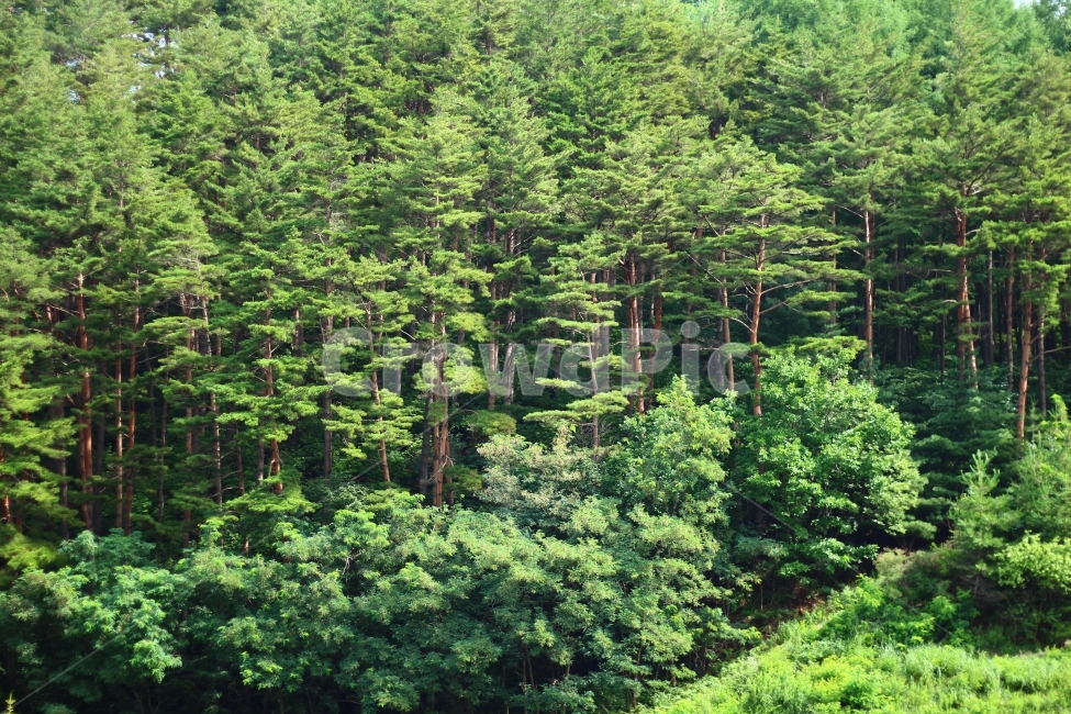 나무,나뭇잎,나뭇가지,숲,산,자연,풍경,nature,landscape,식물,plants,나무,trees,wood,tree,plant,fir,전나무