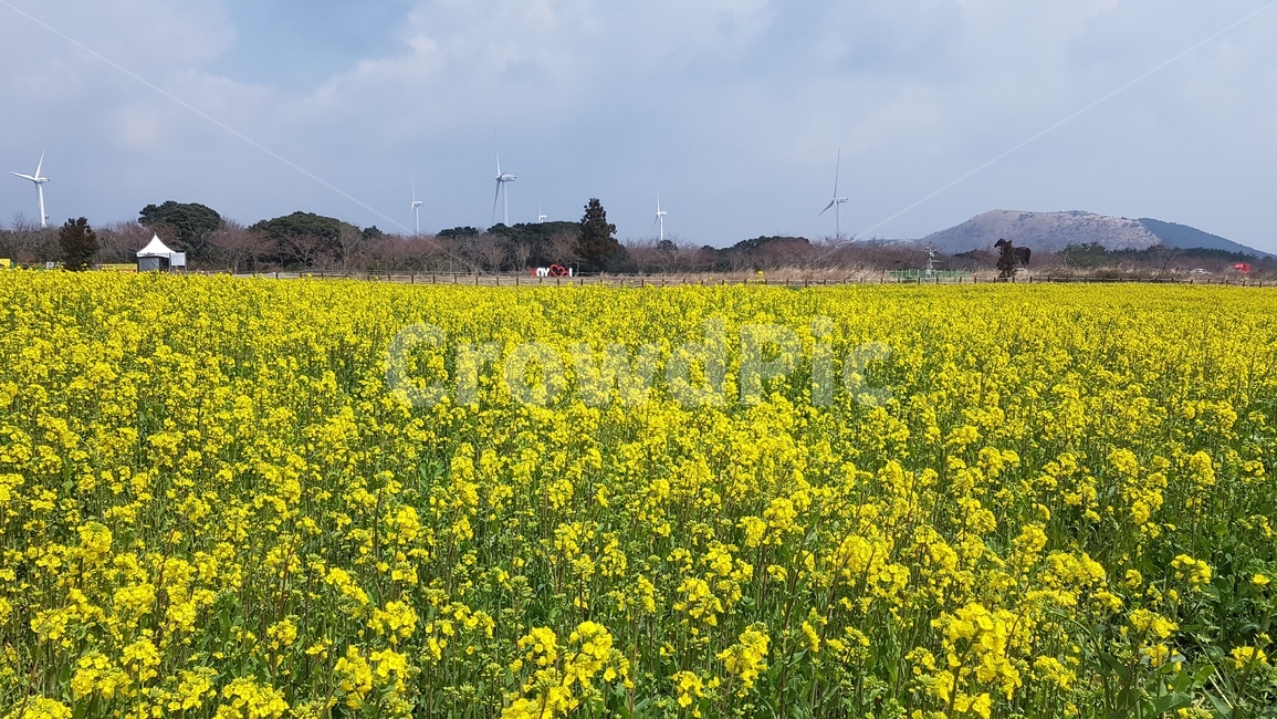 유채꽃,꽃,rapeflower,봄,spring,flower,풍경,3월,노랑,yellow,날씨,제주,자연,봄,계절,spring,season,outdoors,옥외,grassland,목초지,field,들,nature,meadow,rural,농촌,farm,농장