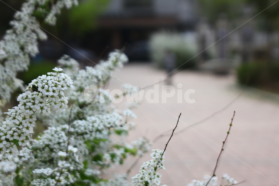 꽃,식물,자연,봄,일상,스냅,데일리,감성,봄,계절,spring,season,식물,자연,plants,nature,꽃,flower,plant