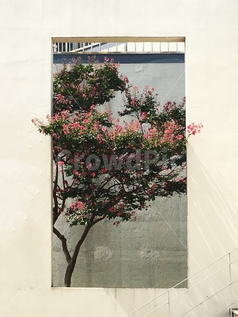 벽,나무,꽃,계단,그림자,가을,낮,식물,자연,plants,nature,건축물,건물외관,exterior,building,structure,architecture,construction