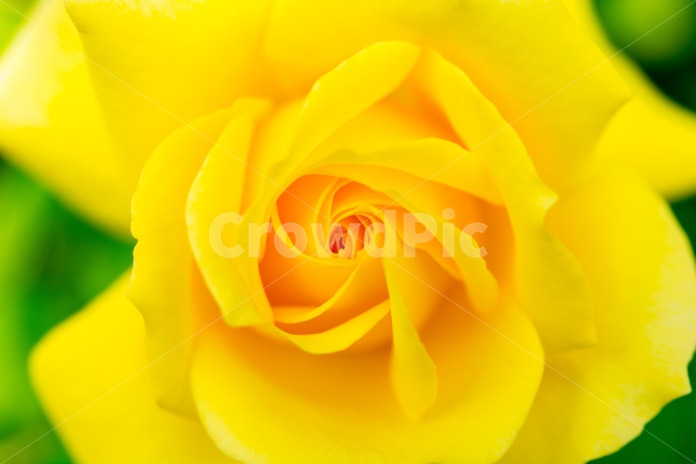장미,꽃,자연,식물,접사,색감,노랑,yellow,flower,rose,식물,자연,plants,nature,꽃,flower,색깔,색상,색채,색감,color sense,color sensitivity,feeling of color