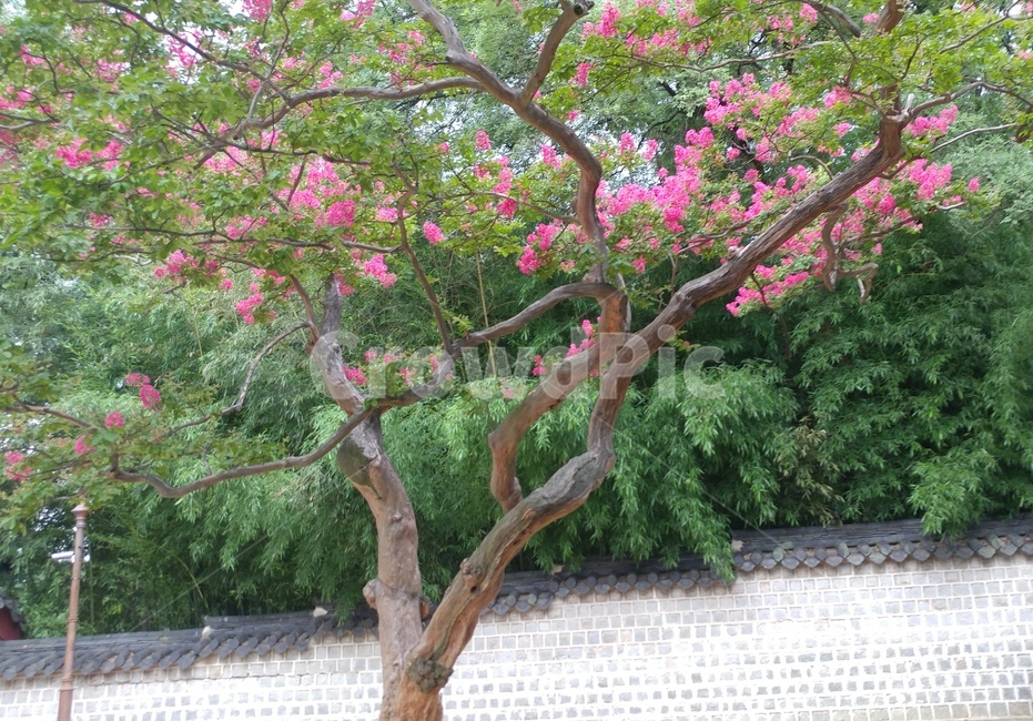 풍경,나무,꽃,자연,식물,식물,자연,plants,nature,나무,trees,wood