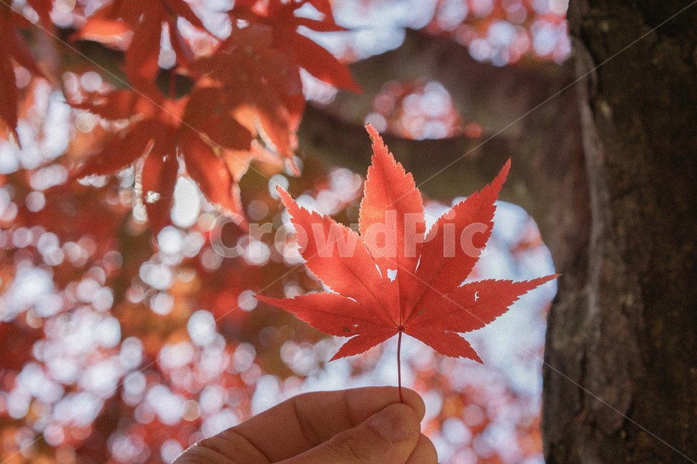 단풍,가을,낙엽,fall,autumn,단풍나무,가을,계절,fall,autumn,season,식물,자연,plants,nature,색깔,색상,색채,색감,color sense,color sensitivity,feeling of color,plant,leaf,잎,tree,나무