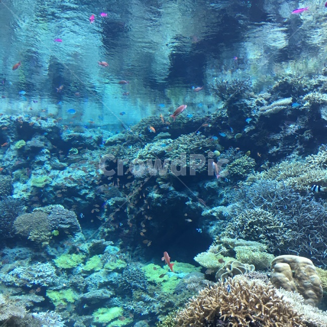 수족관,물고기,물빛,underthesea,fish,동물,animal,어류,물고기,fish