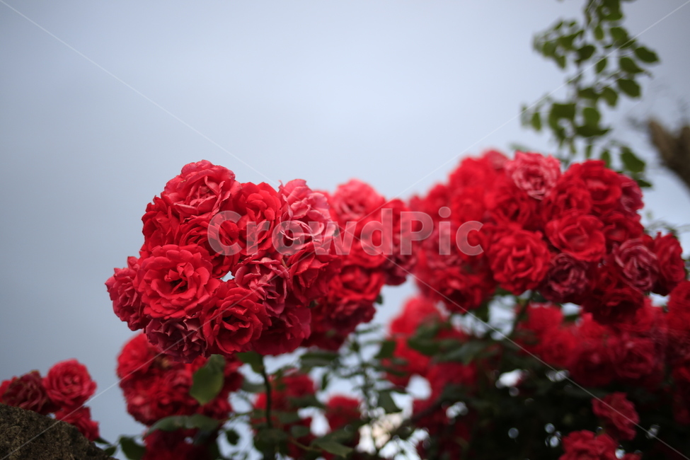 장미,들장미,꽃,빨강,식물,식물,자연,plants,nature,꽃,flower