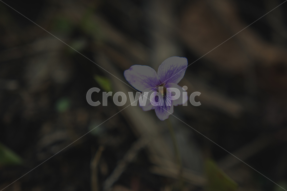 제비꽃,한송이,꽃잎,봄,야생화,보라색,봄,계절,spring,season,식물,자연,plants,nature,꽃,flower,geranium,제라늄,blossom,plant
