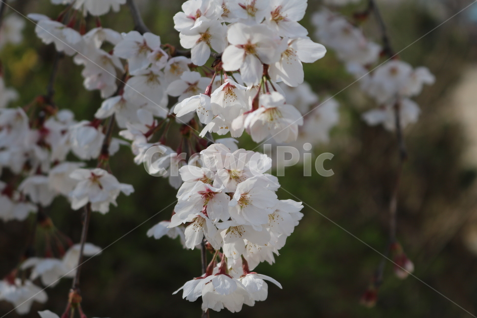 plant,식물,blossom,꽃,flower,벚꽃